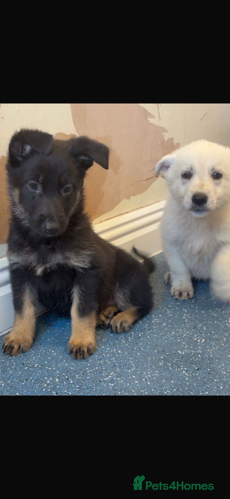 German Shepherd dogs 🐾 BEAUTIFUL GERMAN SHEPHERD PUPPIES 🐾 - Advert 1