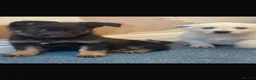 German Shepherd dogs for sale: 🐾 BEAUTIFUL GERMAN SHEPHERD PUPPIES 🐾 - Advert 1