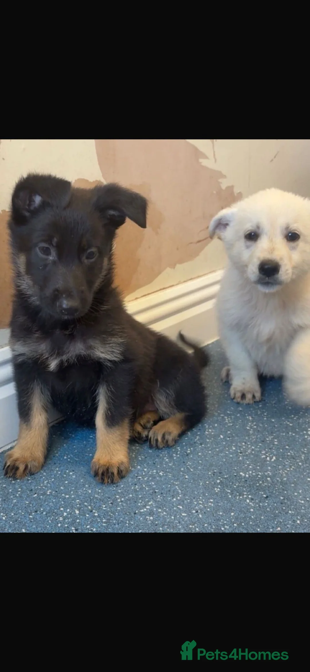 German Shepherd dogs for sale: 🐾 BEAUTIFUL GERMAN SHEPHERD PUPPIES 🐾 - Advert 1