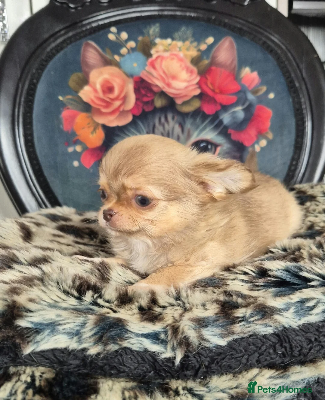 Chihuahua dogs for sale: KC registered chihuahua girl - Advert 2