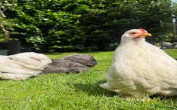 Chickens poultry for sale: Pekin bantam pair  - Image 4