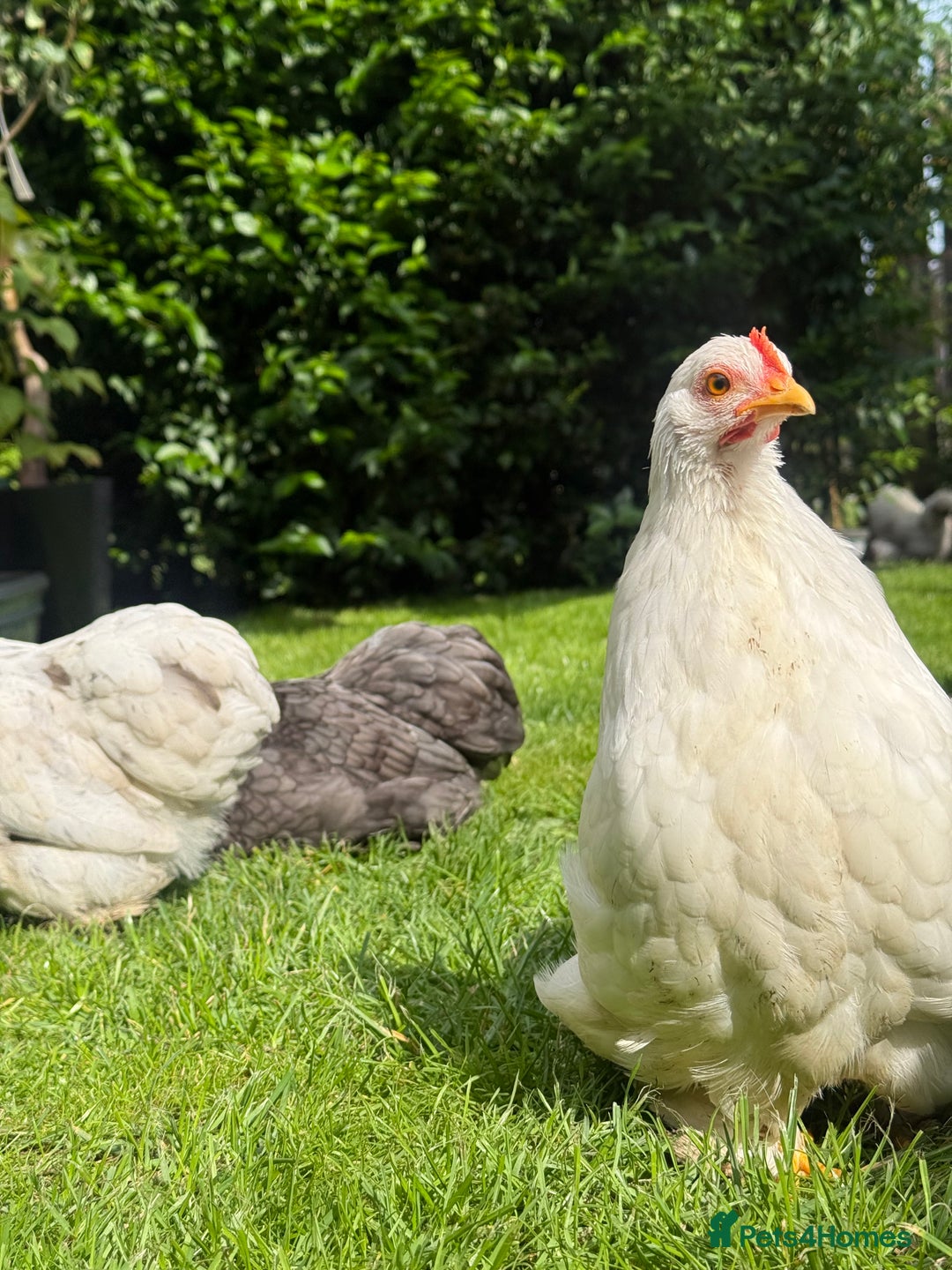 Chickens poultry for sale: Pekin bantam pair  - Image 4