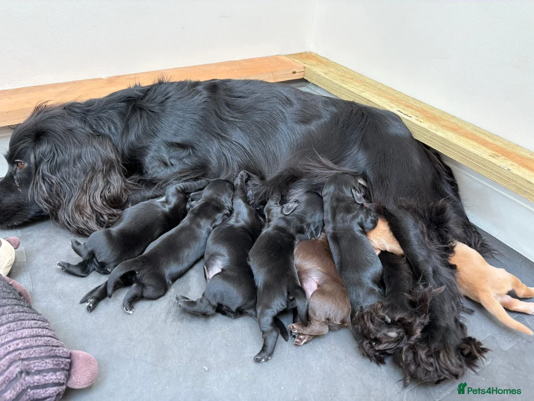 Cocker Spaniel dogs for sale: Pedigree Cocker Spaniel Puppy Dog in Colyton - Advert 2