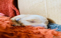 Cockapoo dogs for sale: Cocker Spaniel x Cockapoo Puppies Ready Soon  - Image 8