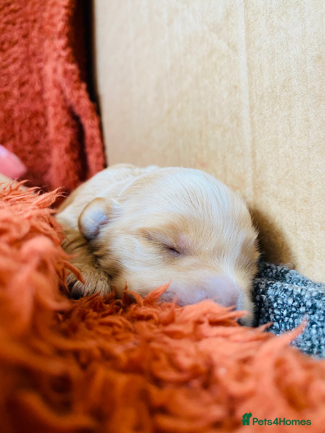 Cockapoo dogs for sale: Cocker Spaniel x Cockapoo Puppies Ready Soon  - Image 8