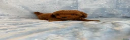 Toy Poodle dogs for sale: Beautiful health tested toy poodles  - Advert 10