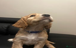 Cocker Spaniel dogs for sale: Healthy Cocker Spaniel puppies Working type  - Image 14
