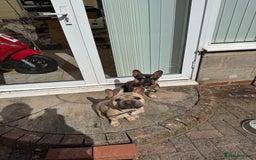 French Bulldog dogs for sale: 2 French Bulldogs (brothers) - Image 7