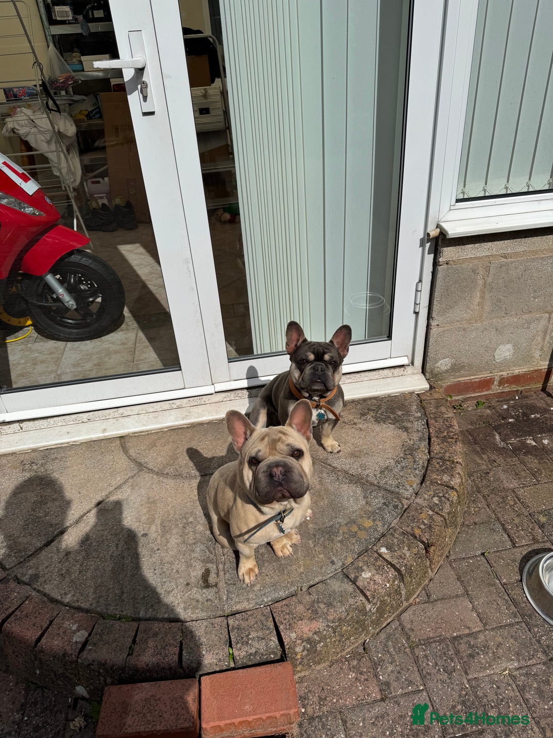 French Bulldog dogs for sale: 2 French Bulldogs (brothers) - Image 7