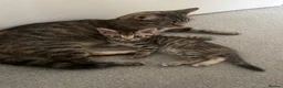 British Shorthair cats for sale: Male and female tabby shorthair - Advert 10