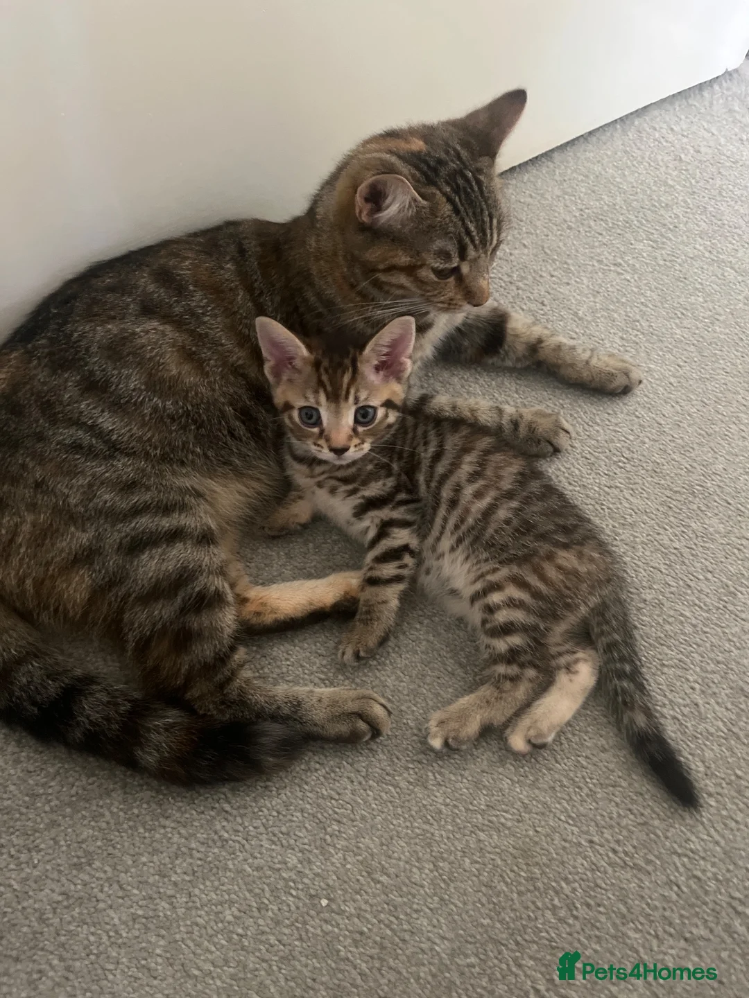 British Shorthair cats for sale: Male and female tabby shorthair - Advert 10