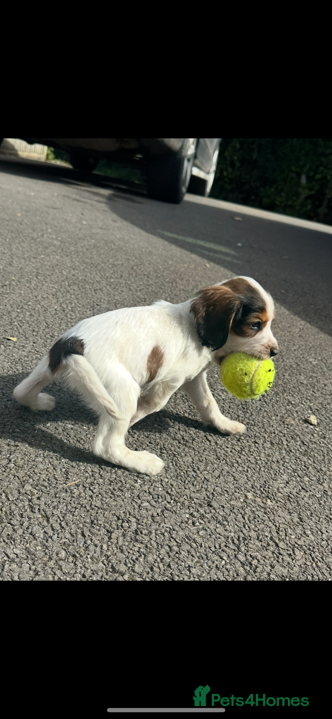 Cocker Spaniel dogs for sale: Kc registered cocker spaniels - Image 11