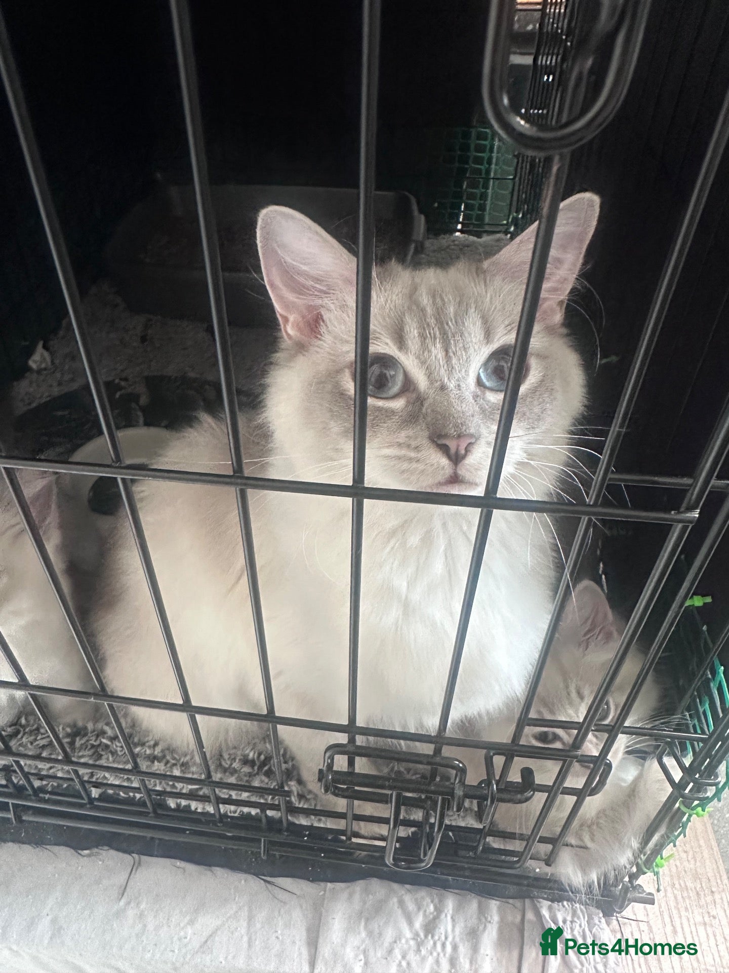 Ragdoll cats 10 Stunning Ragdoll Kittens available 🐾 - Advert 2