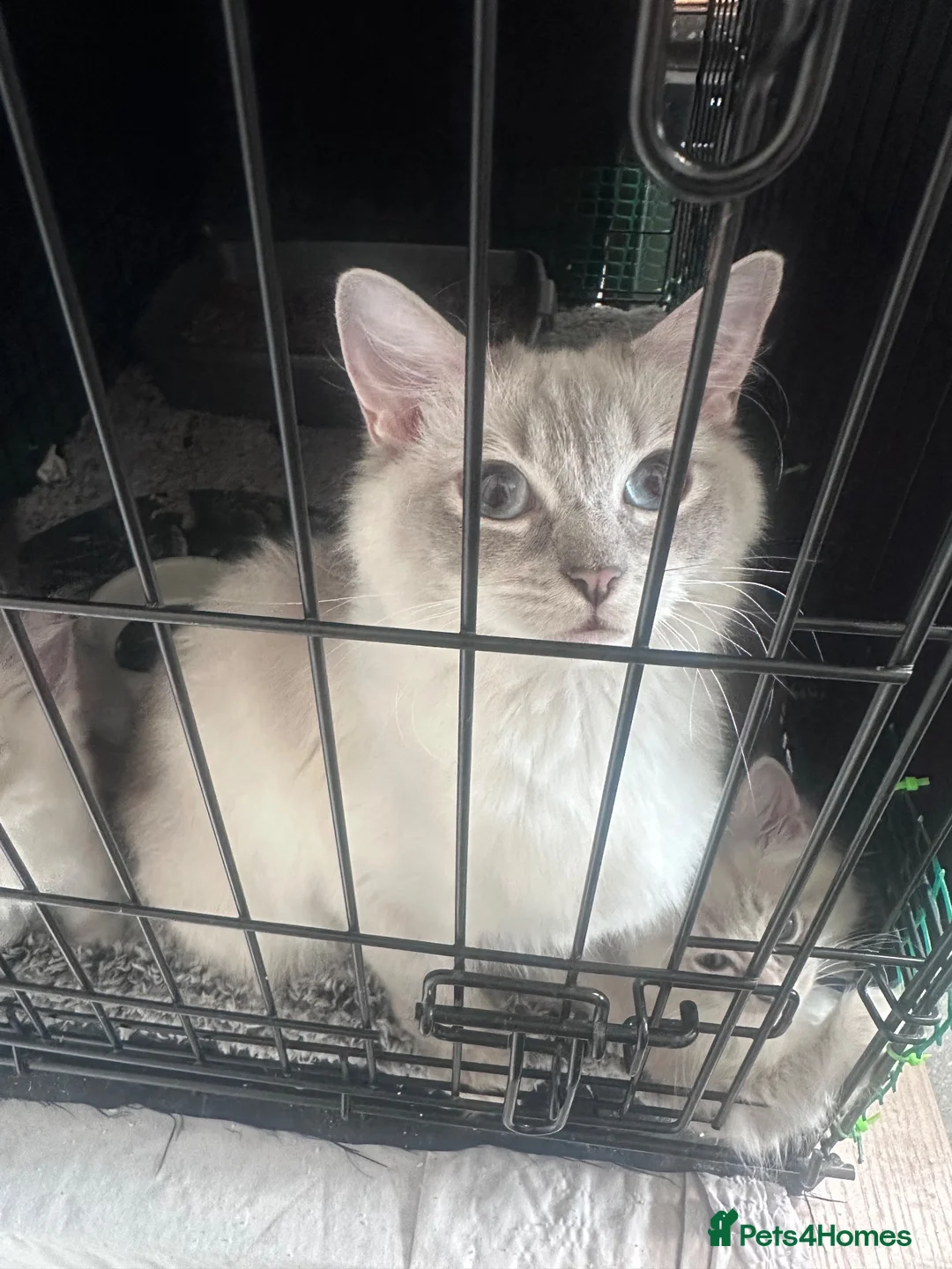 Ragdoll cats for sale: 10 Stunning Ragdoll Kittens available 🐾 in Henfield - Advert 2