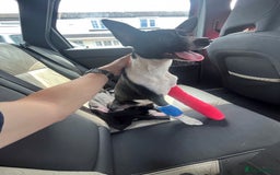 Patterjack dogs for sale: Patterjack for rehoming - Image 11