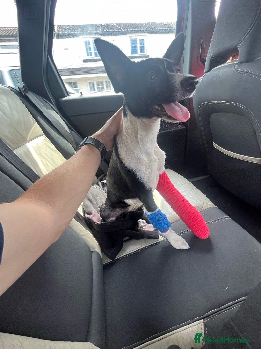 Patterjack dogs for sale: Patterjack for rehoming - Image 11
