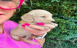 Miniature Dachshund dogs for sale: Cream Litter 5 Star Breeder ⭐️⭐️⭐️⭐️⭐️  - Image 9