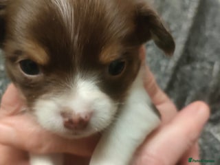 Chihuahua dogs Chihuahua puppies for sale - Advert 13