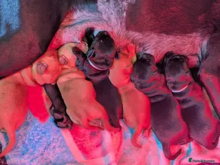 Labrador Retriever dogs Beautiful Labrador Puppies - Advert 2