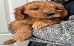 Cavapoo dogs for sale: Cavapoo puppies  - Image 2