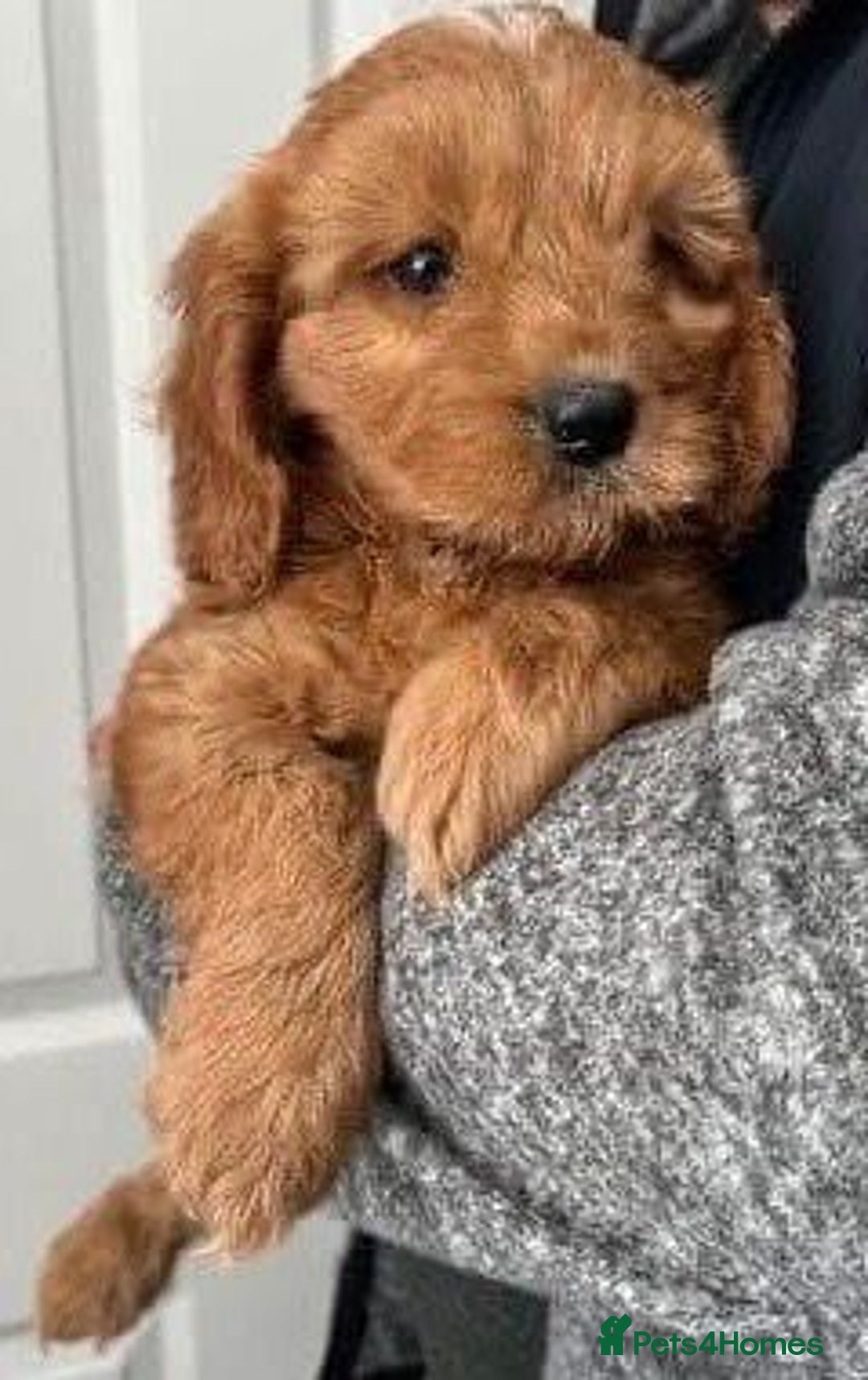 Cavapoo dogs for sale: Cavapoo puppies  - Image 2
