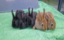 Netherland Dwarf rabbits for sale: Beautiful mixed boy dwarf boys - Image 1