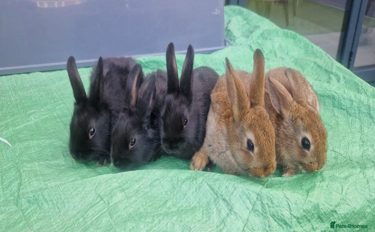 Netherland Dwarf rabbits - Advert 1
