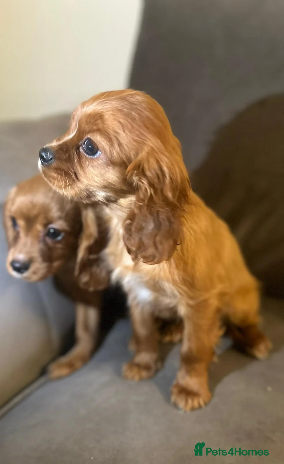 Cavalier King Charles Spaniel dogs for sale: Cavalier King Charles Puppies - Advert 1
