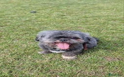 Shih Tzu dogs for sale: Loving cheeky Shihtzu for loving home ❤️ - Image 18