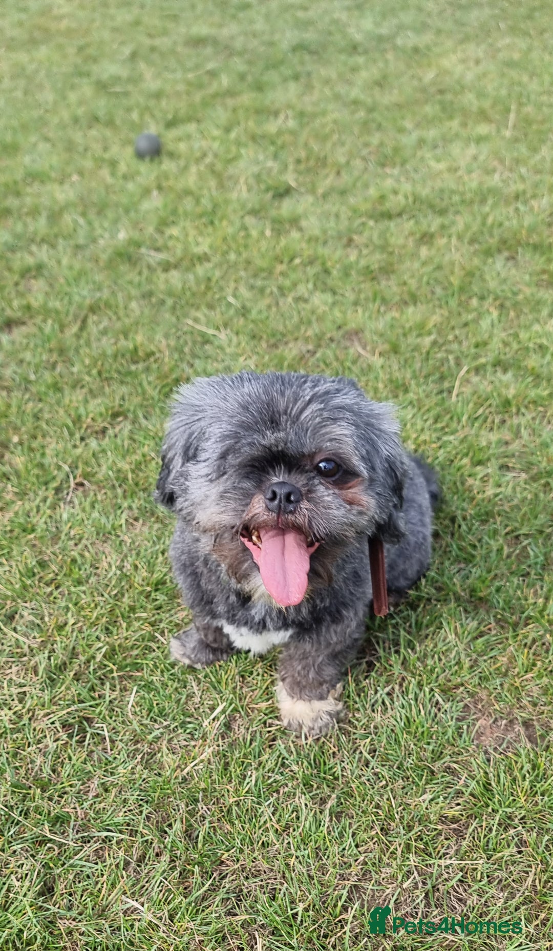 Shih Tzu dogs for sale: Loving cheeky Shihtzu for loving home ❤️ - Image 18