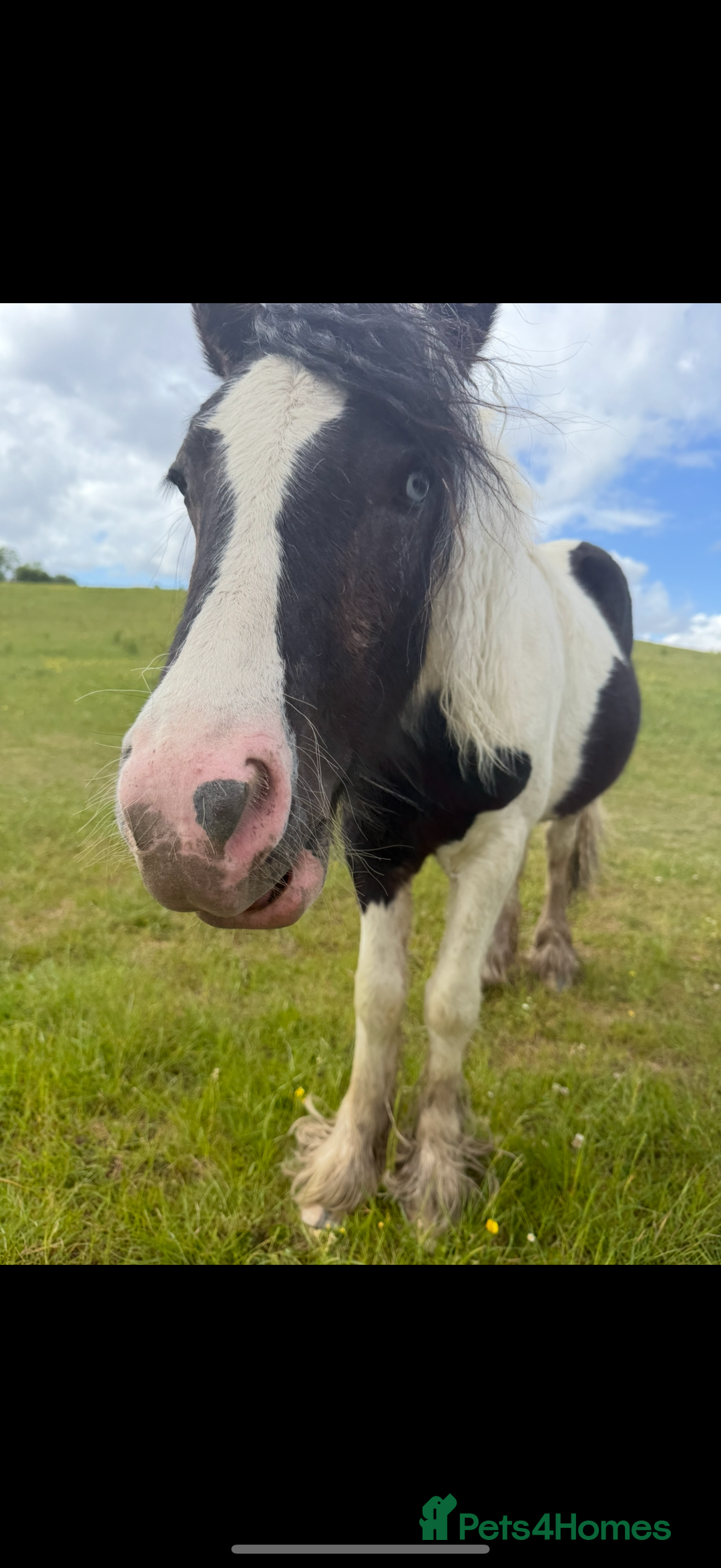 Other Breed horses for sale: 2year old filly  - Advert 2