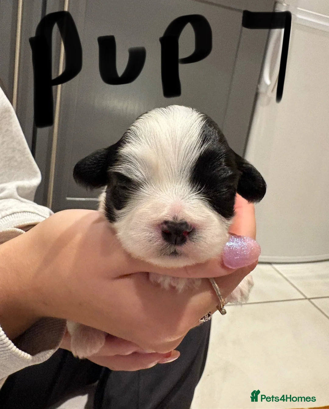 Lhasa Apso dogs for sale: Lhasa Apso Puppies For Sale in Harrogate - Advert 16