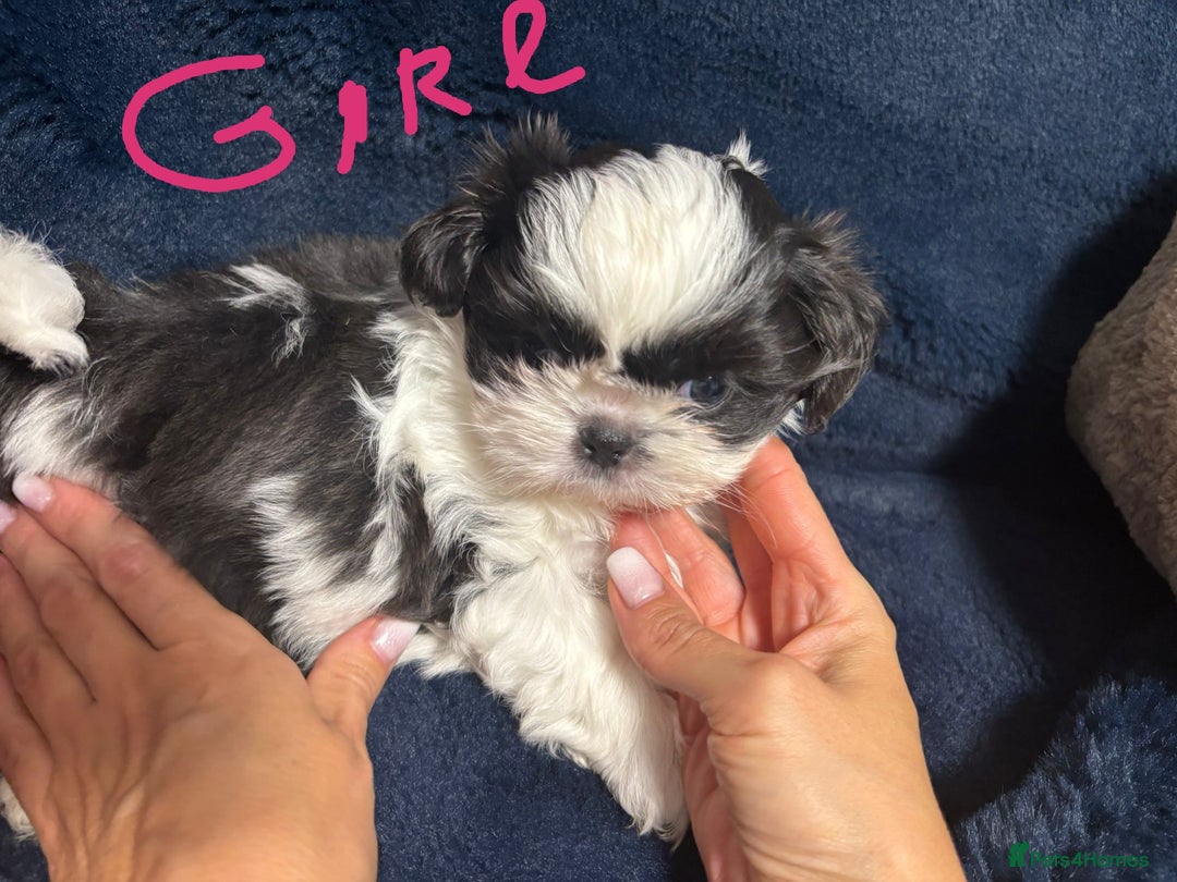 Shih Tzu dogs for sale: Imperial Shih Tzu Ready to leave - Image 7
