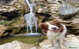 Border Collie dogs for stud: Stud - Whiskey the Red Tri Border Collie 🐾 in Rossendale - Image 5