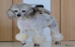 Miniature Poodle dogs for sale: SMALL SIZE MINIATURE PUPPIES RARE COLOUR DNA TEST - Image 21