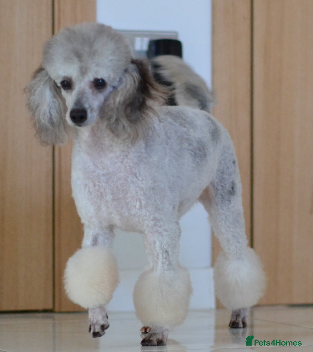 Miniature Poodle dogs for sale: SMALL SIZE MINIATURE PUPPIES RARE COLOUR DNA TEST - Image 21