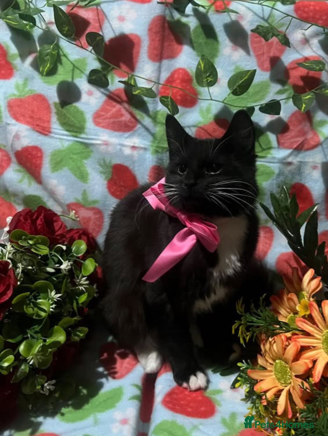 Siamese cats for sale: GORGEOUS LYNX POINT CROSS GIRL  - Advert 1