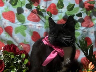 Siamese cats GORGEOUS LYNX POINT CROSS GIRL - Advert 6