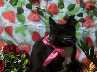 Siamese cats GORGEOUS LYNX POINT CROSS GIRL - Advert 5