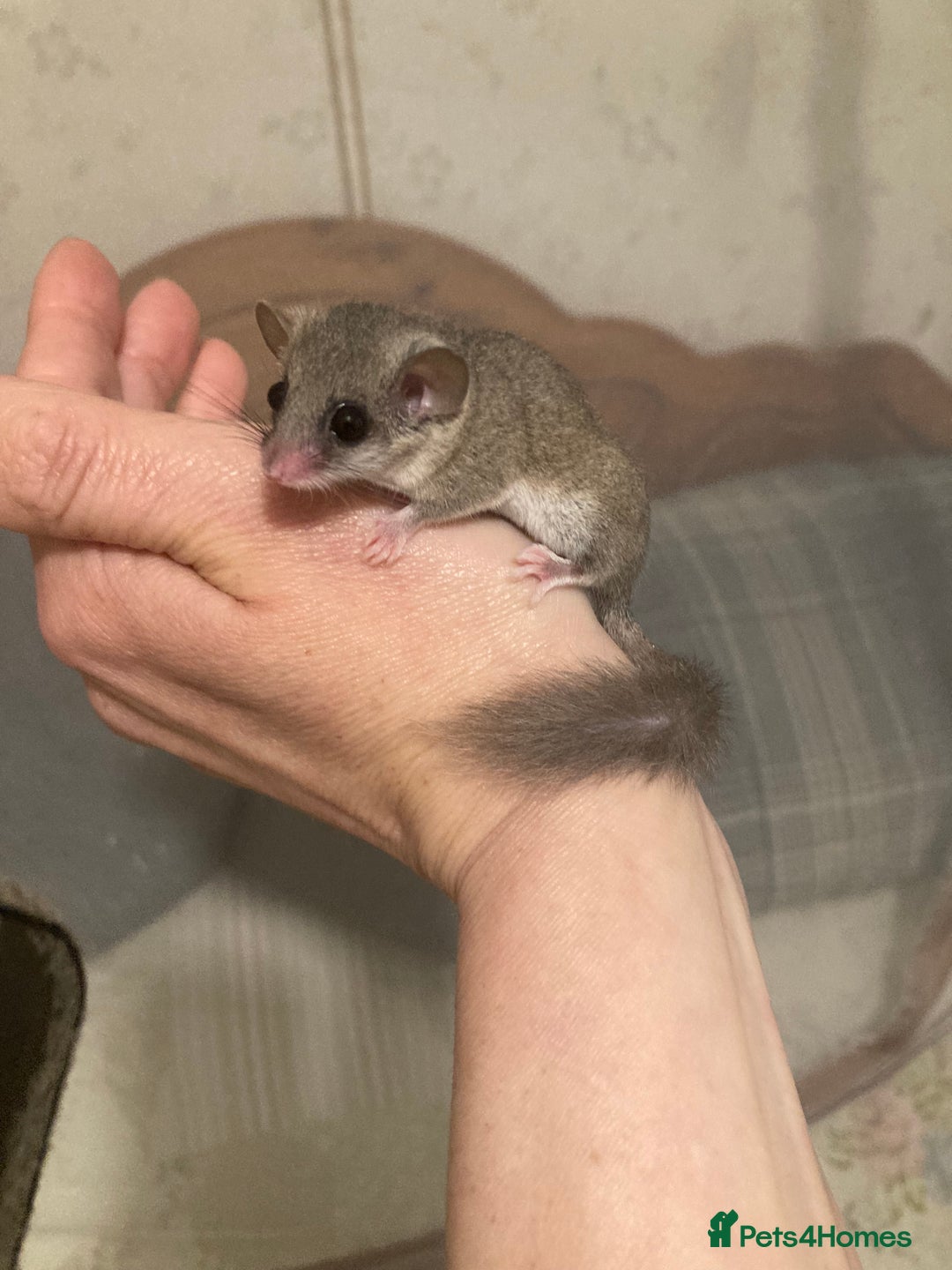 Mouse rodents for sale: African Pygmy dormice micro squirrel  - Advert 5