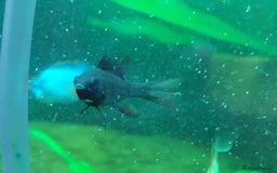 Catfish fish for sale: German Rams Various kinds - Image 2