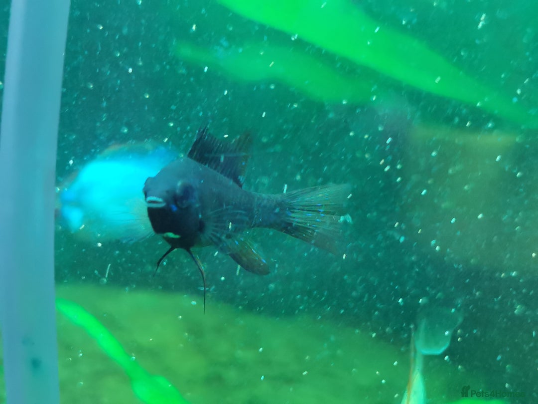 Catfish fish for sale: German Rams Various kinds - Image 2