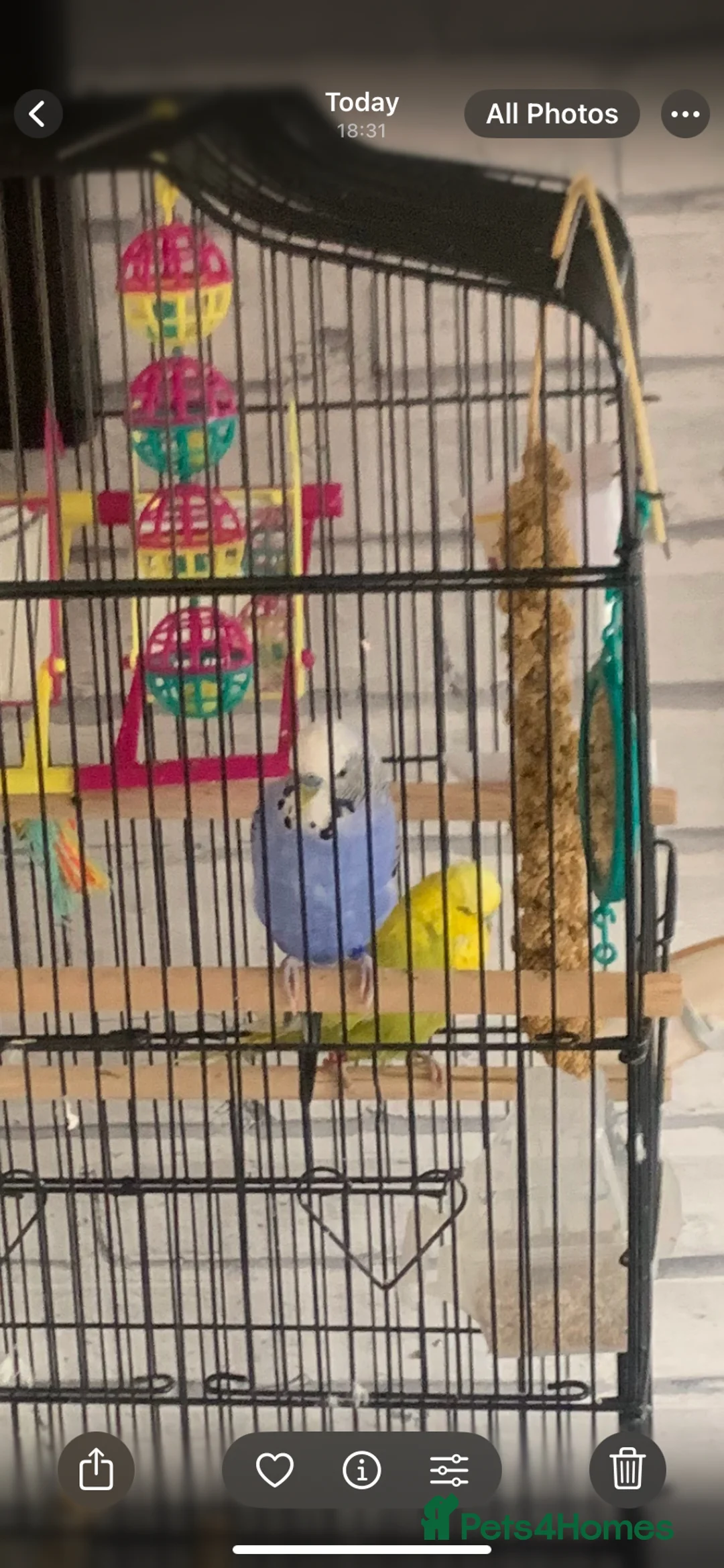 Budgerigars birds for sale: 2 Budgies  in Coventry - Advert 1