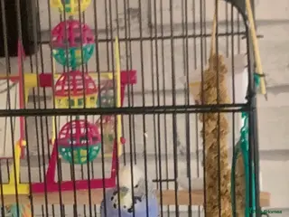 Budgerigars birds 2 Budgies - Advert 1