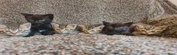 Mixed Breed cats for sale: Kittens for sale  - Advert 10