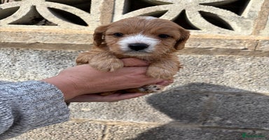 Cavapoo dogs - Advert 3