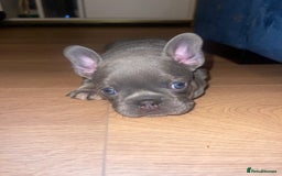 French Bulldog dogs for sale: beautiful frenchies - Image 32