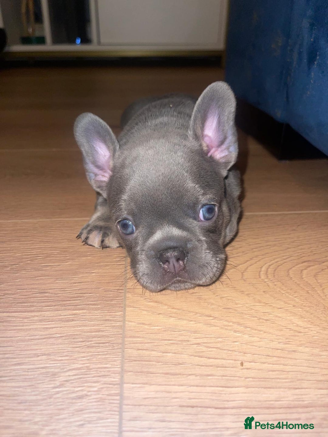French Bulldog dogs for sale: beautiful frenchies - Image 32