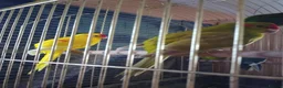 Parakeets birds for sale: For sale  - Advert 8