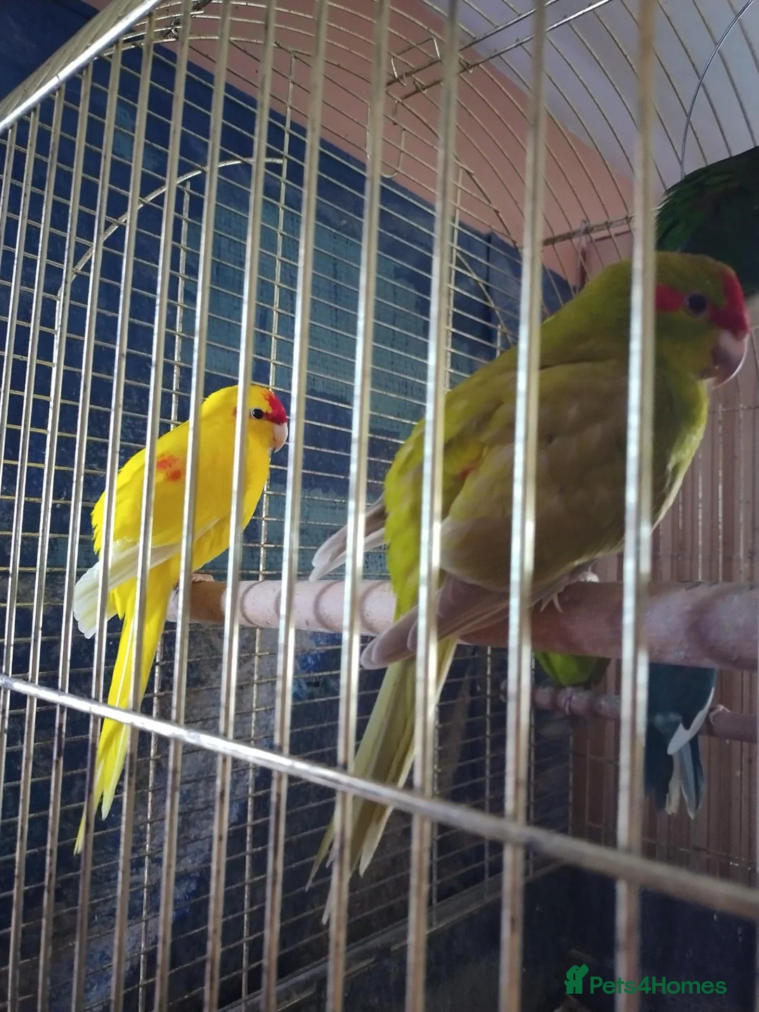 Parakeets birds for sale: For sale  - Advert 8
